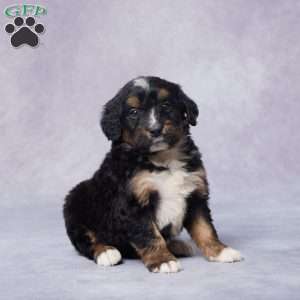 Alan, Mini Bernedoodle Puppy